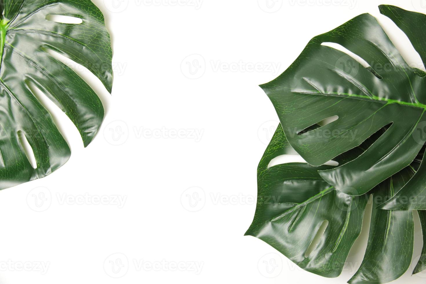 Green leaf background photo