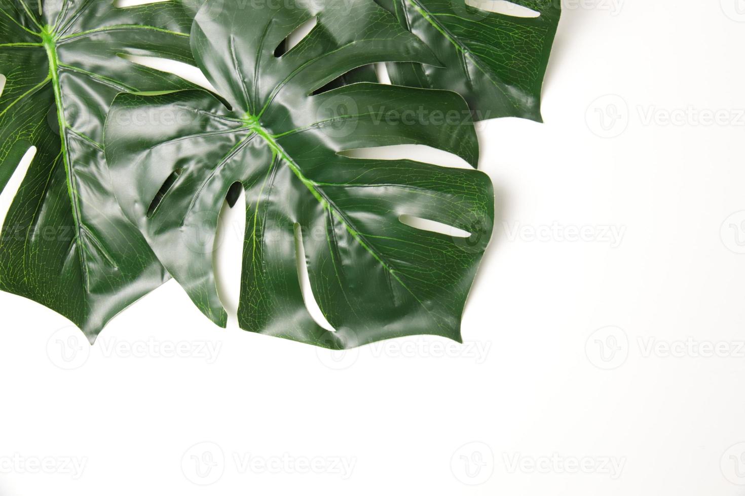 Green leaf background photo