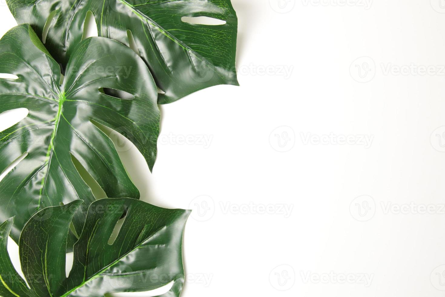 Green leaf background photo