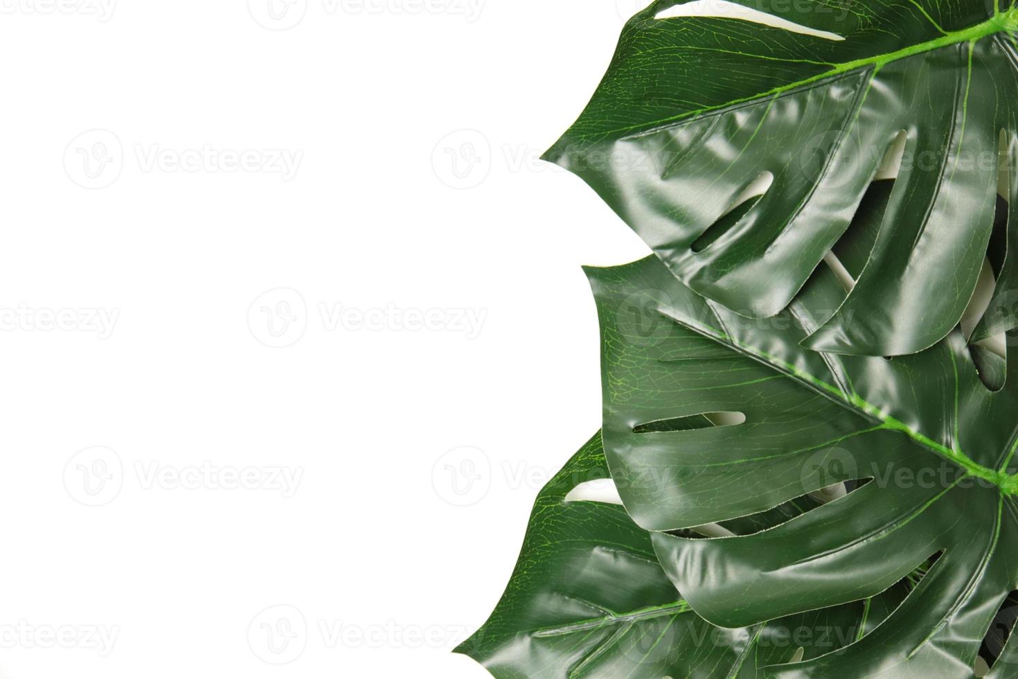 Green leaf background photo