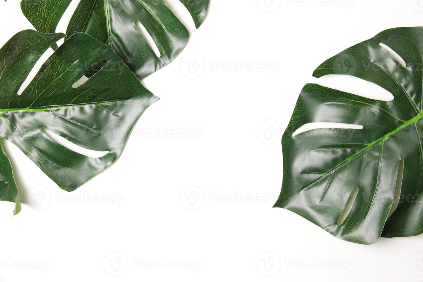 Green leaf background photo