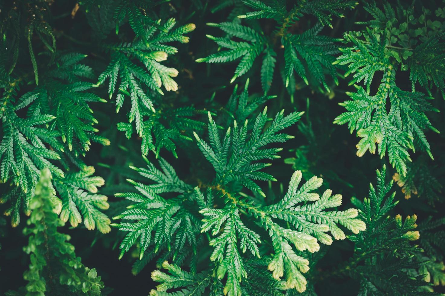 macro water droplets on leaves love the environment photo