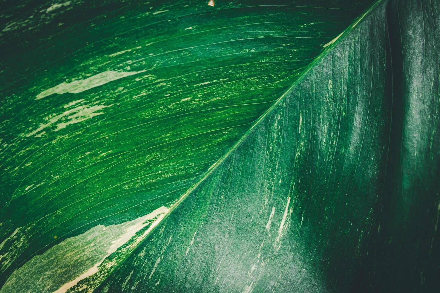 macro water droplets on leaves love the environment photo