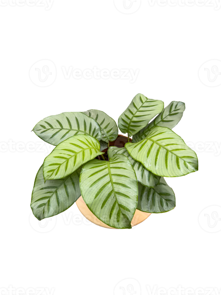 Goeppertia carlina in pot png