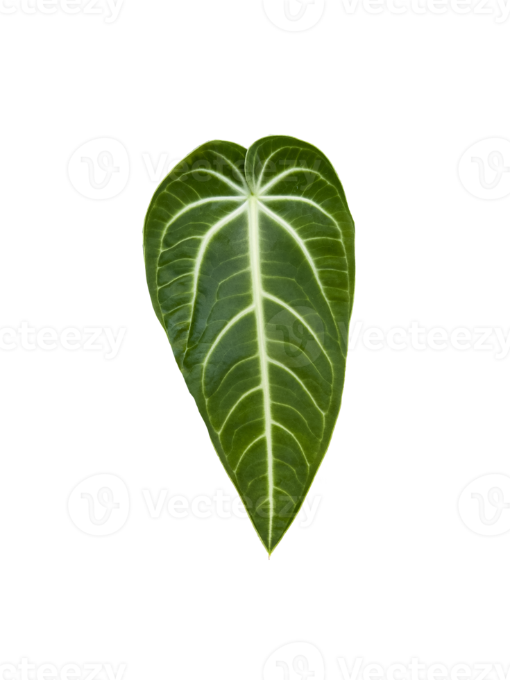 Anthurium villenaorum belongs to the flowering anthurium in the aroid family Araceae png