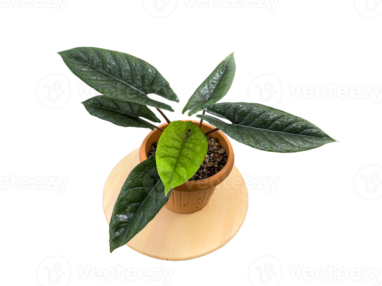 Alocasia Scalprum hat schöne glänzende schwarze Blätter png