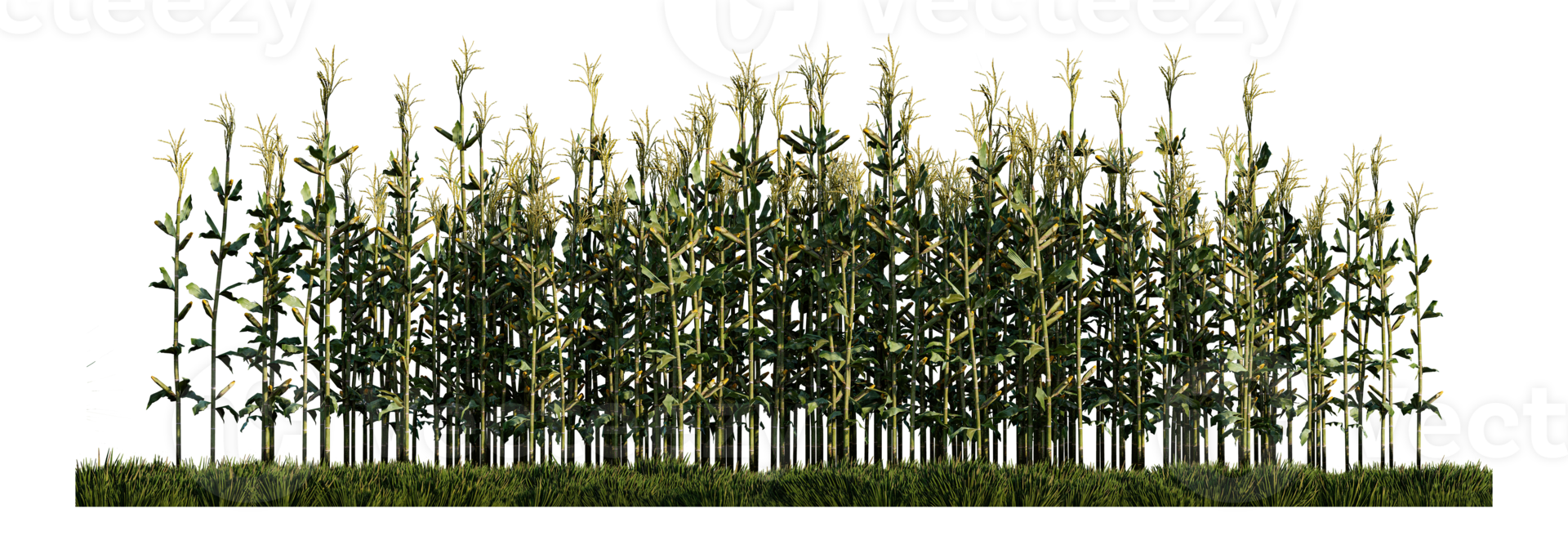 a 3d rendering image of corn on green grasses field png