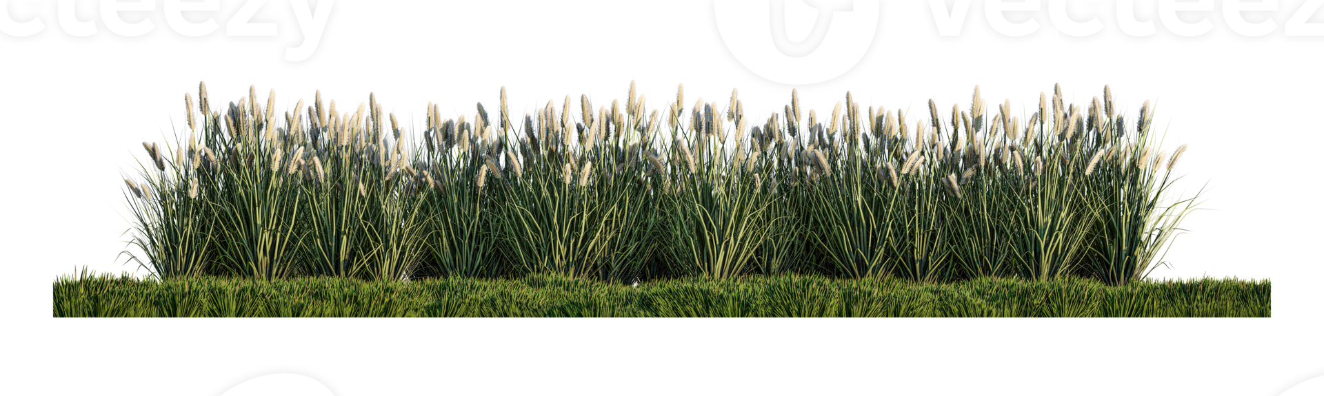 A 3d rendering image of a lot of grass flower on green grass field png