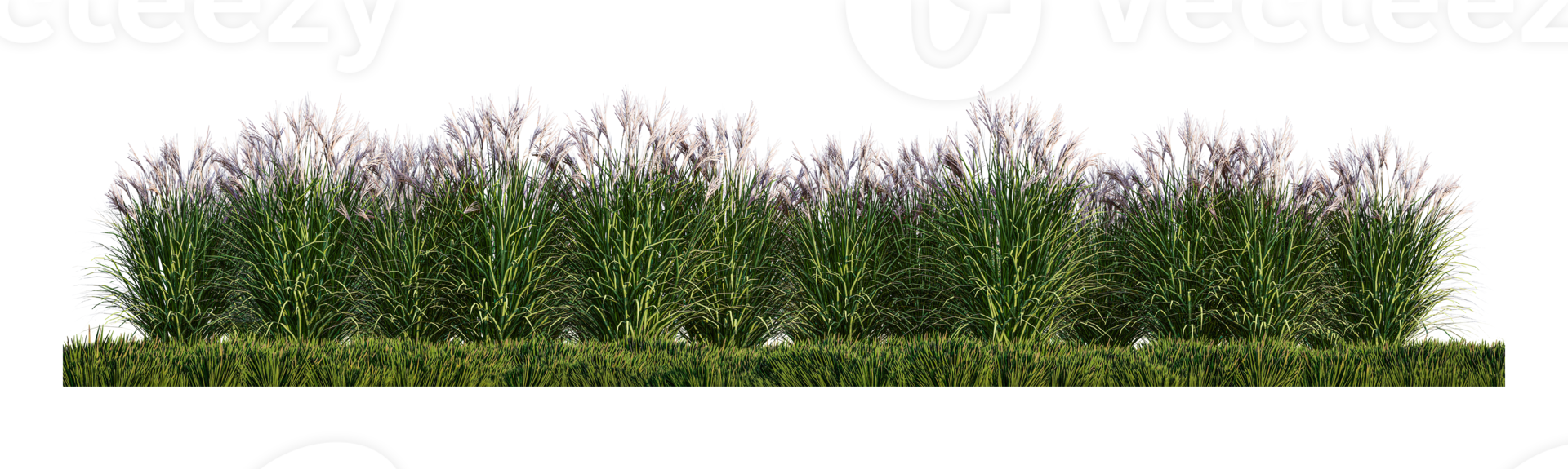 A 3d rendering image of a lot of grass flower on green grass field png