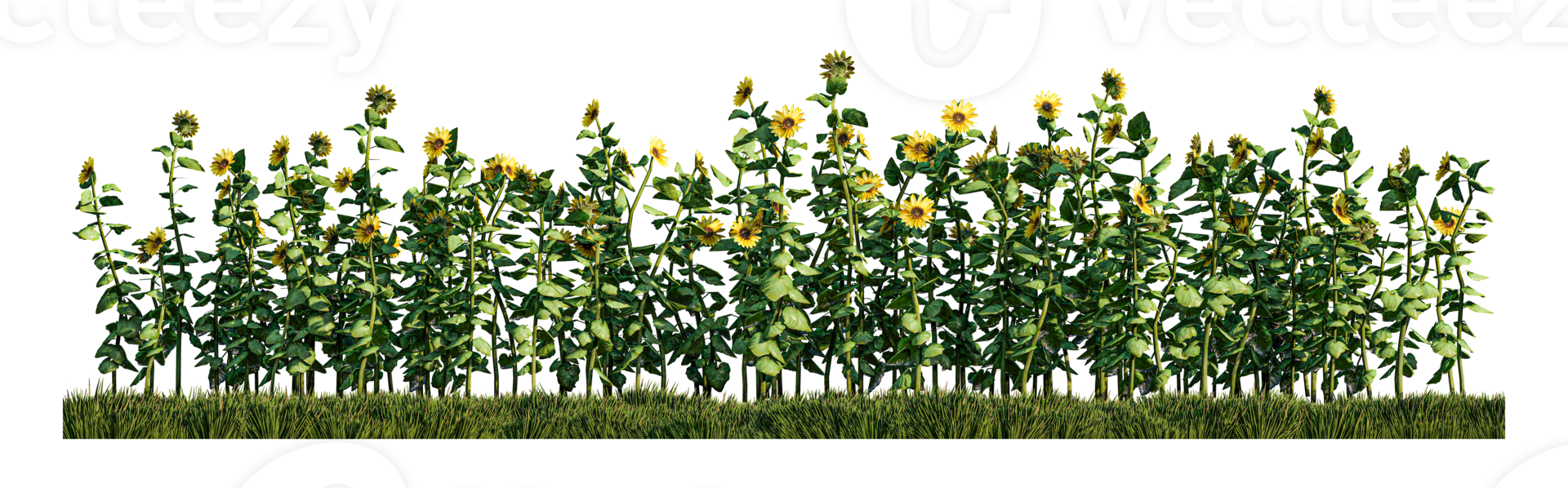 Une image de rendu de plantes de tournesol dans le champ d'herbe verte png