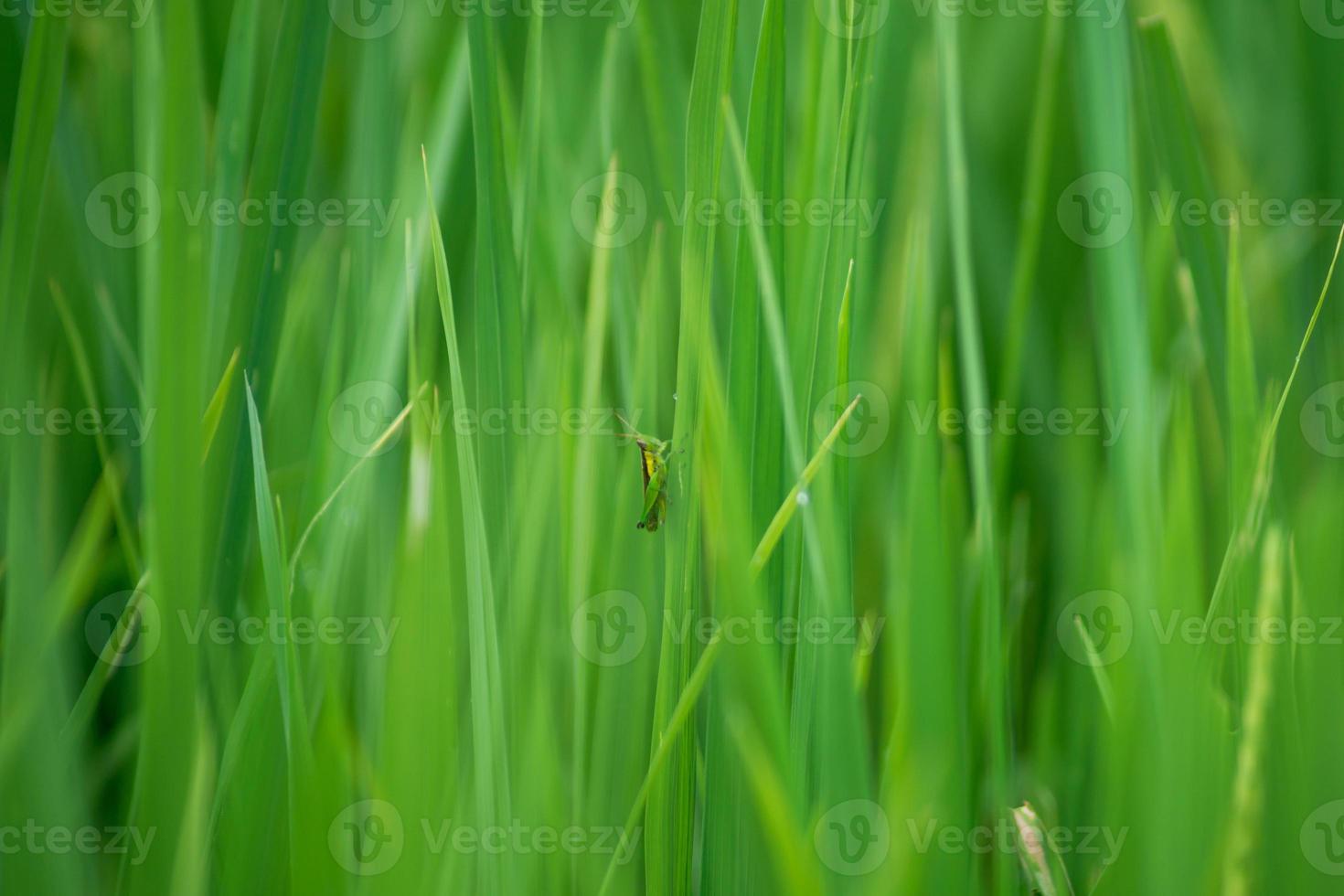 un pequeño saltamontes en una hoja de arroz verde en una mañana soleada foto