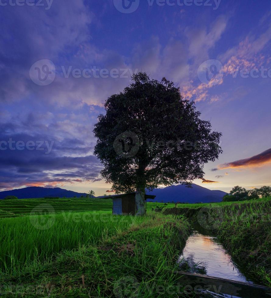 square photo of natural scenery of Indonesia with rice fields and mountains on a sunny morning