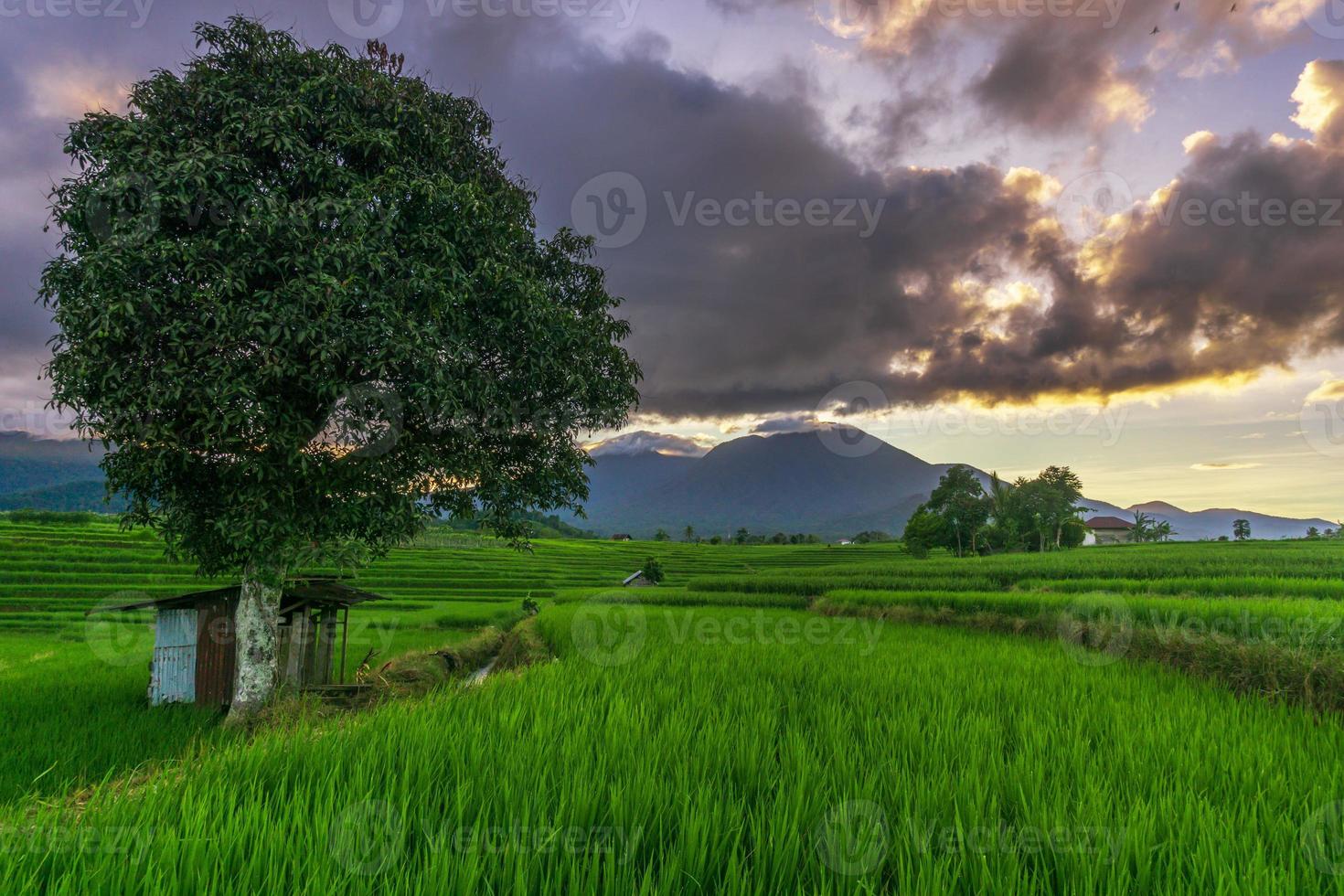 Indonesian natural scenery with green rice fields. sunny morning on the village farm photo