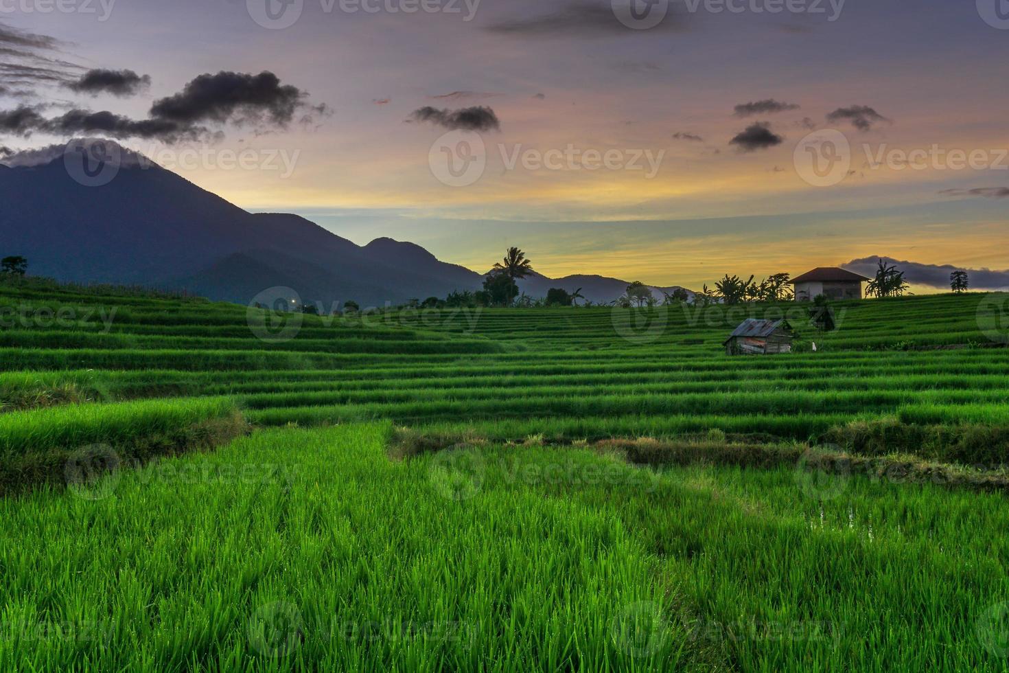 paisaje natural indonesio con campos de arroz verde foto