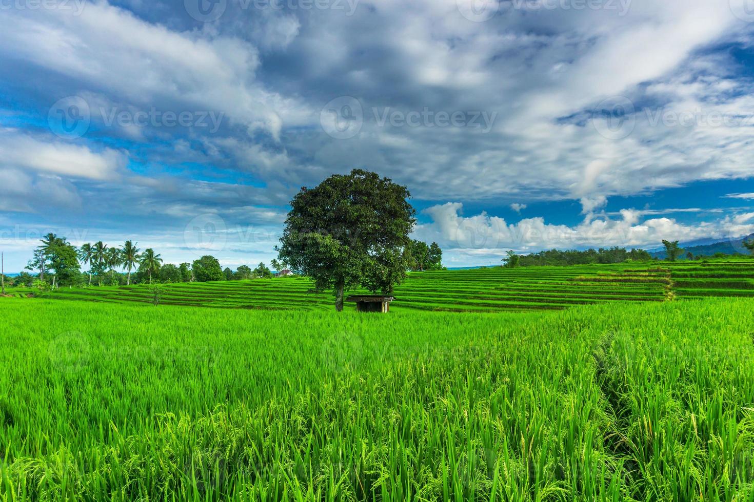 retrato natural de campos de arroz y montañas en la indonesia rural con amanecer foto