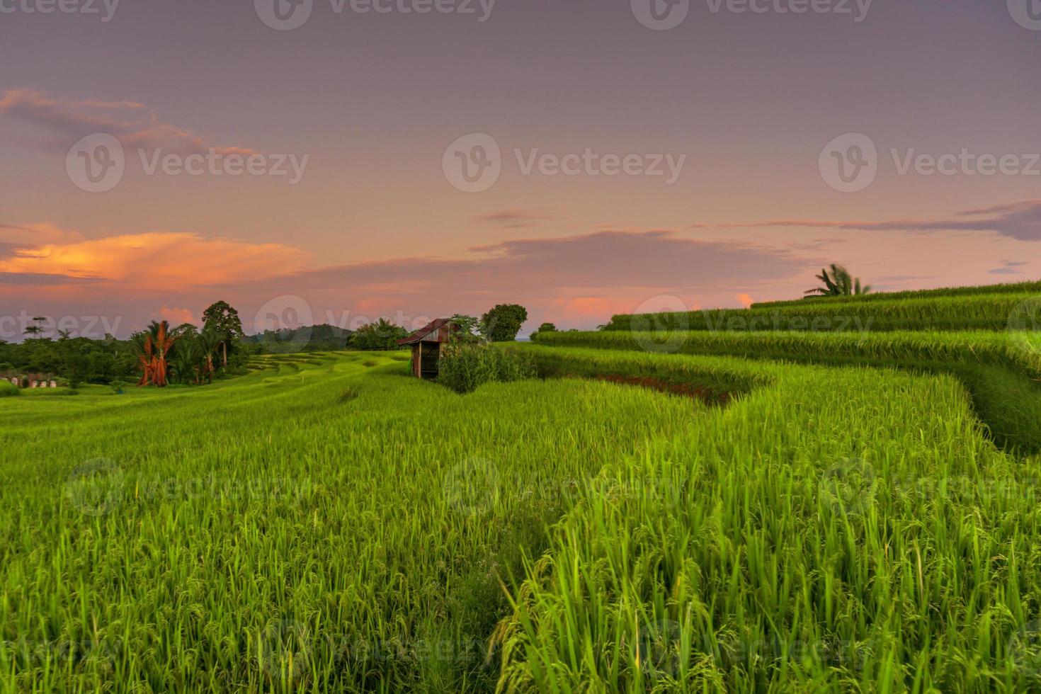 vista de la mañana indonesia en campos de arroz verde foto