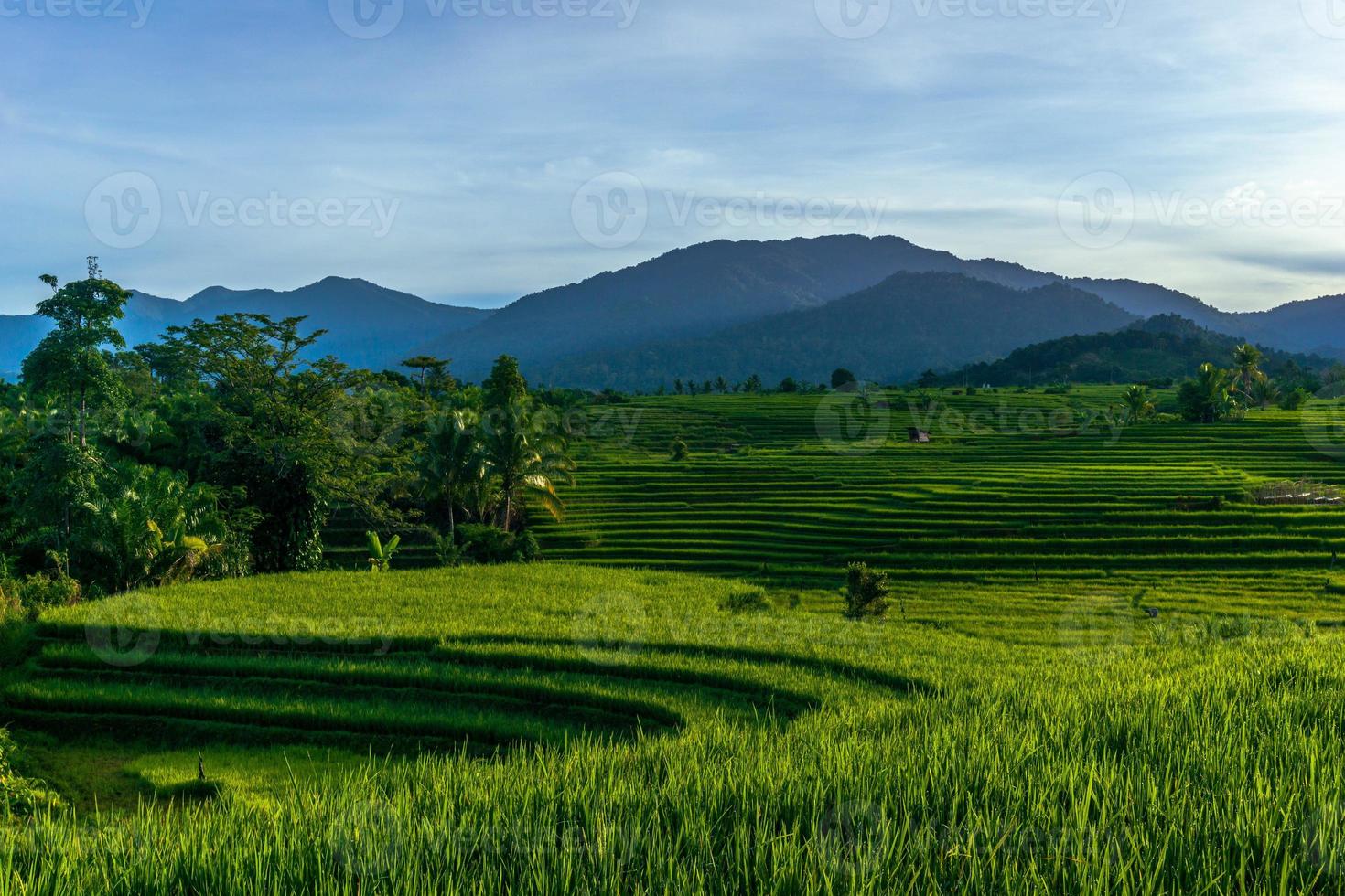 paisaje natural indonesio. vista de verdes terrazas de arroz y montañas foto