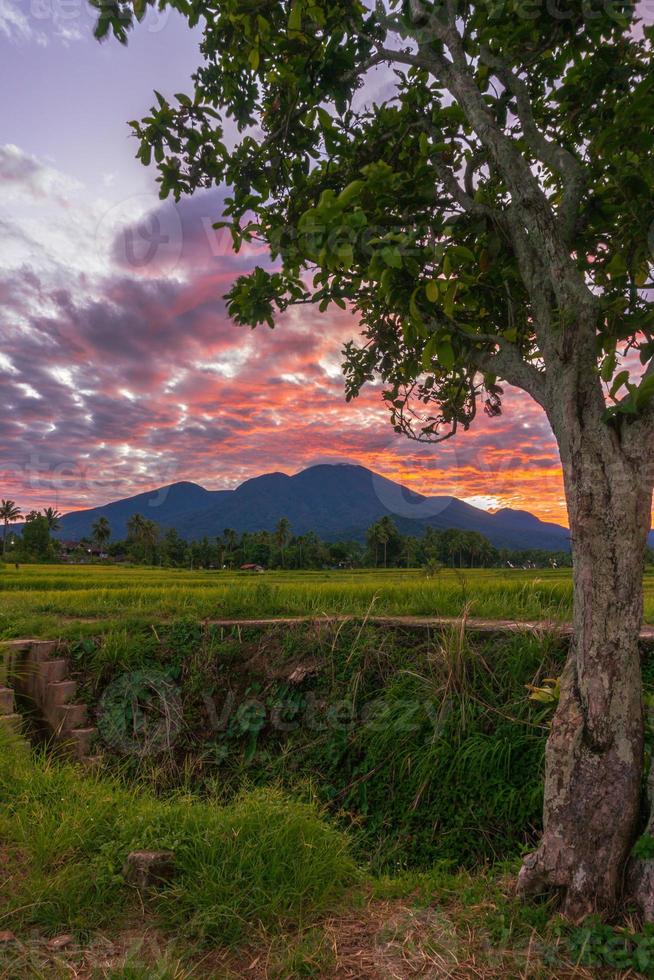 panoramic background of Indonesian rice fields. view of rice fields and trees on a sunny morning photo