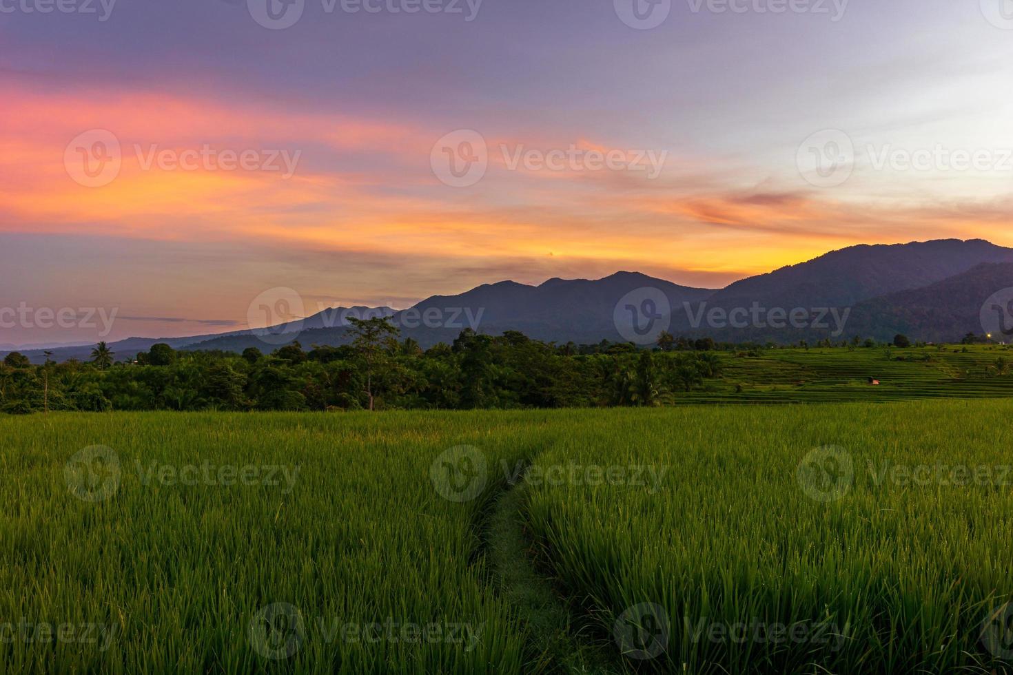 el extraordinario paisaje natural de indonesia. vista matutina con un hermoso cielo sobre los campos de arroz amarillentos foto