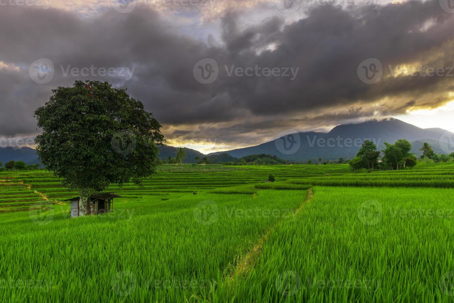 paisaje natural indonesio con campos de arroz verde. mañana soleada en la naturaleza foto