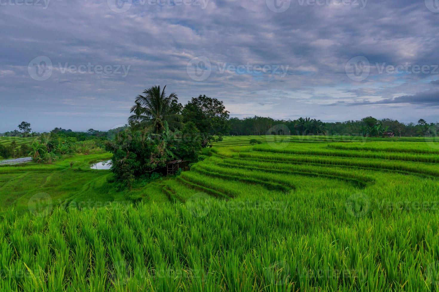 Indonesian morning view in green rice fields photo