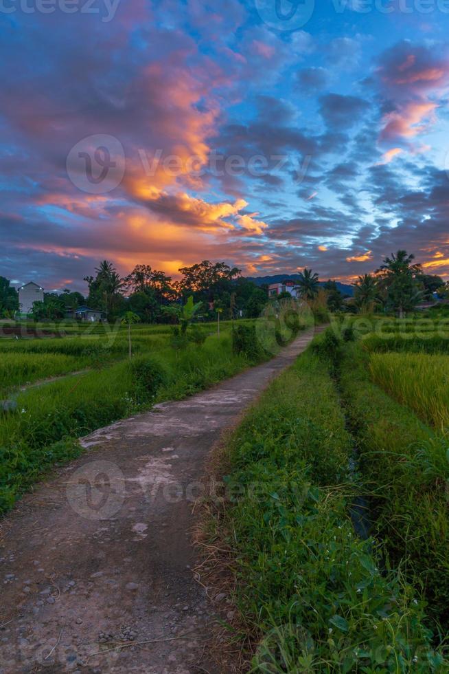 fondo panorámico del hermoso paisaje natural de indonesia. camino de rebaja de hormigón en los campos de arroz foto
