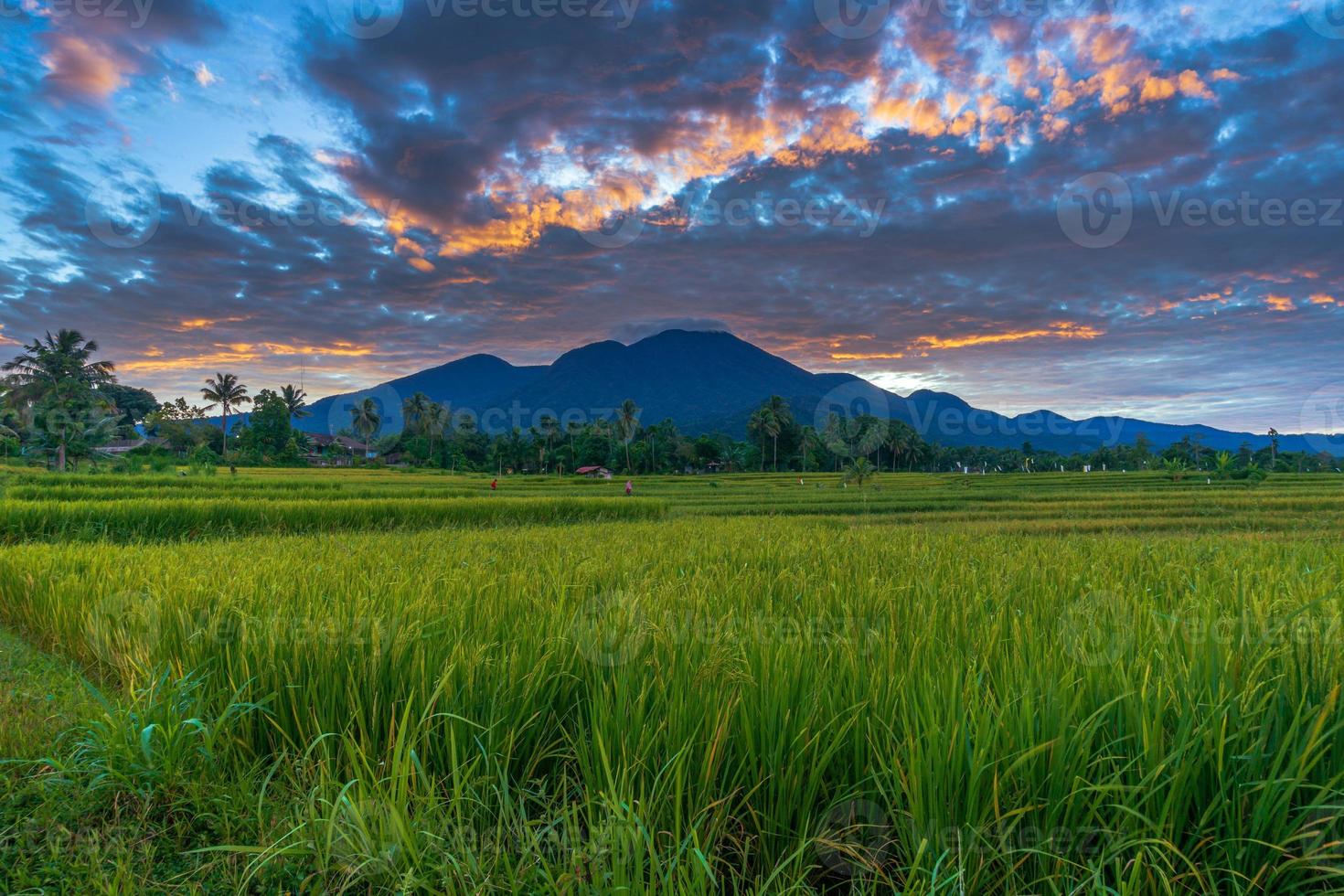 fondo panorámico del hermoso paisaje natural de indonesia. la mañana es brillante y hermosa en el arroz amarillo foto