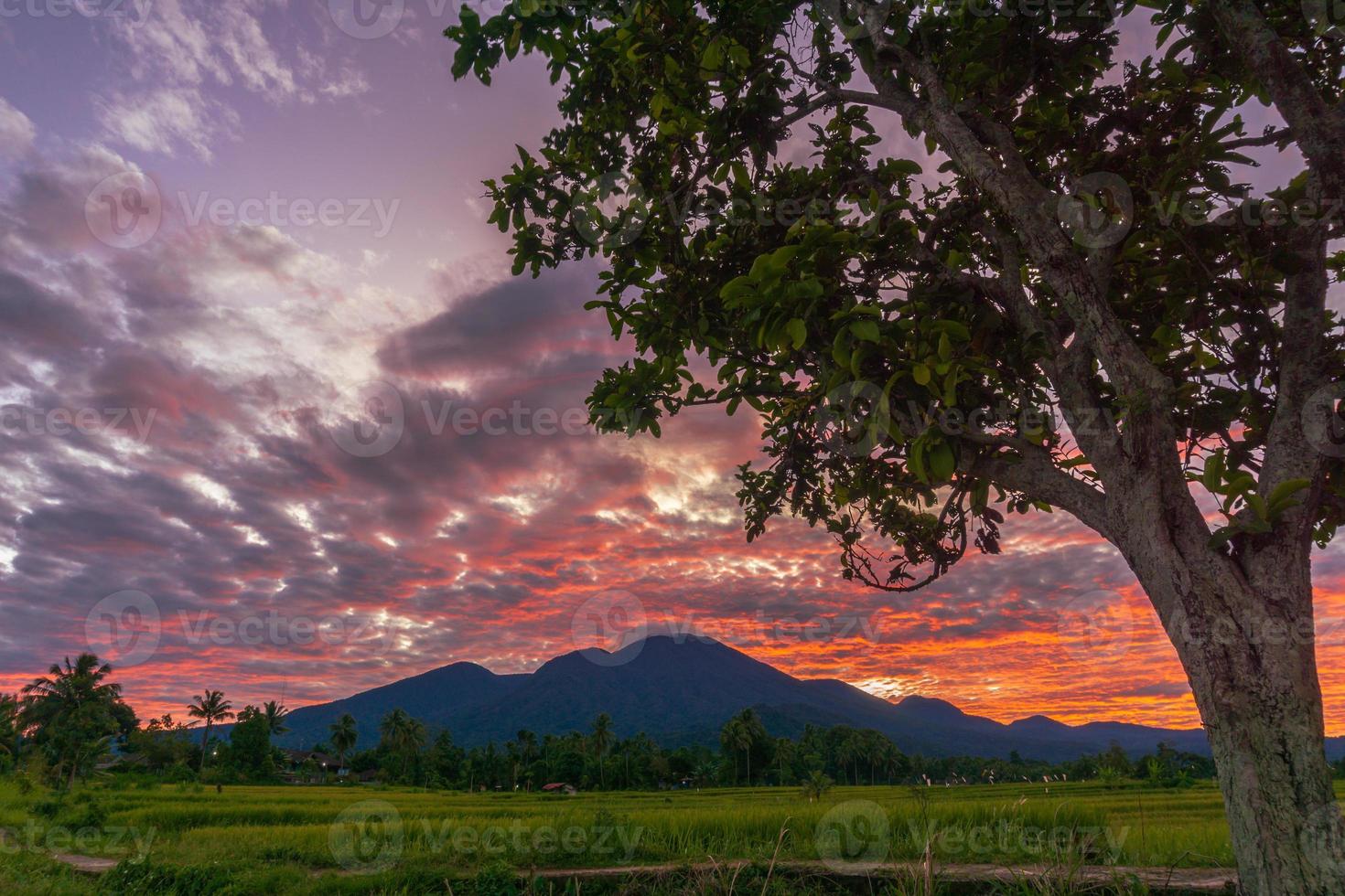 panoramic background of Indonesian rice fields. rice fields and trees in the beautiful sunny morning photo