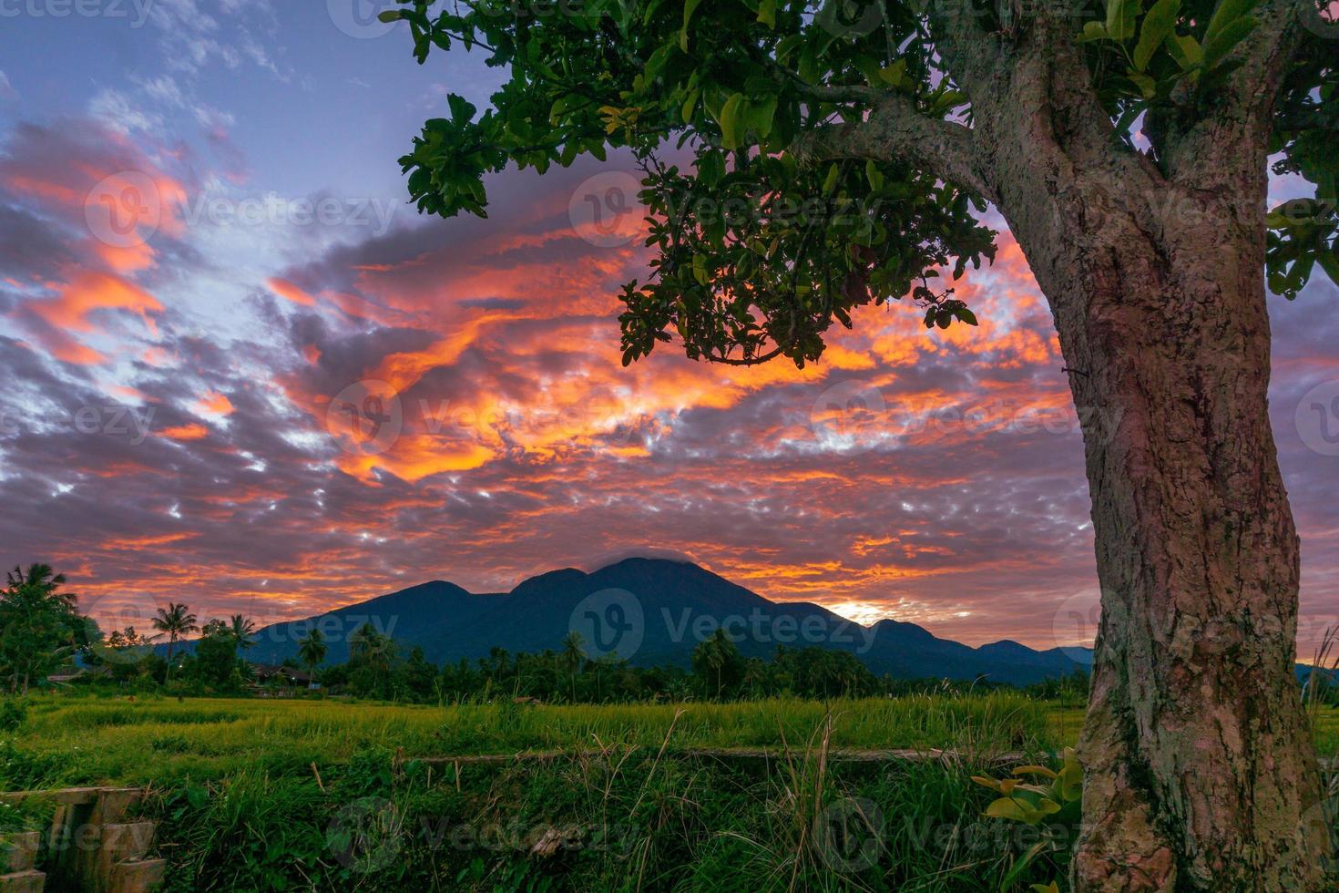 fondo panorámico de los campos de arroz indonesios. vista de los campos de arroz y los árboles en la mañana foto