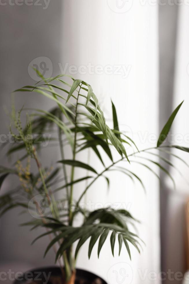 Home garden plants. Taking care of green plants. Large green palm in basket. Spraying water on leaves. Give water to plant. Plant palm in living room. selective focus photo