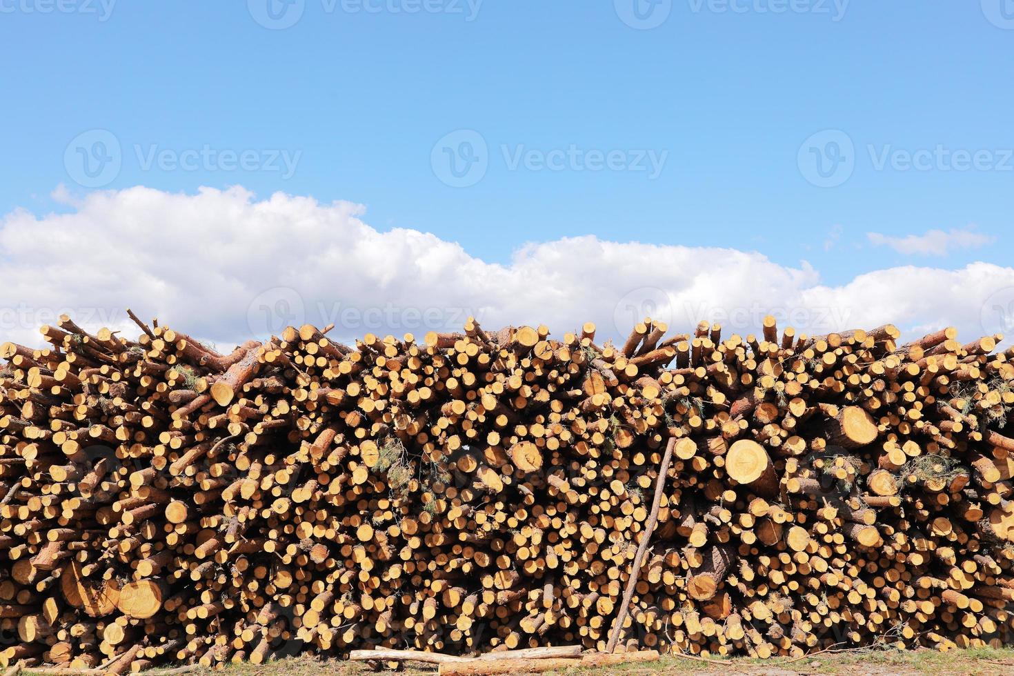 Stack of cut pine tree logs in a forest. Wood logs, timber logging, industrial destruction, forests Are Disappearing, illegal logging. selective focus. photo