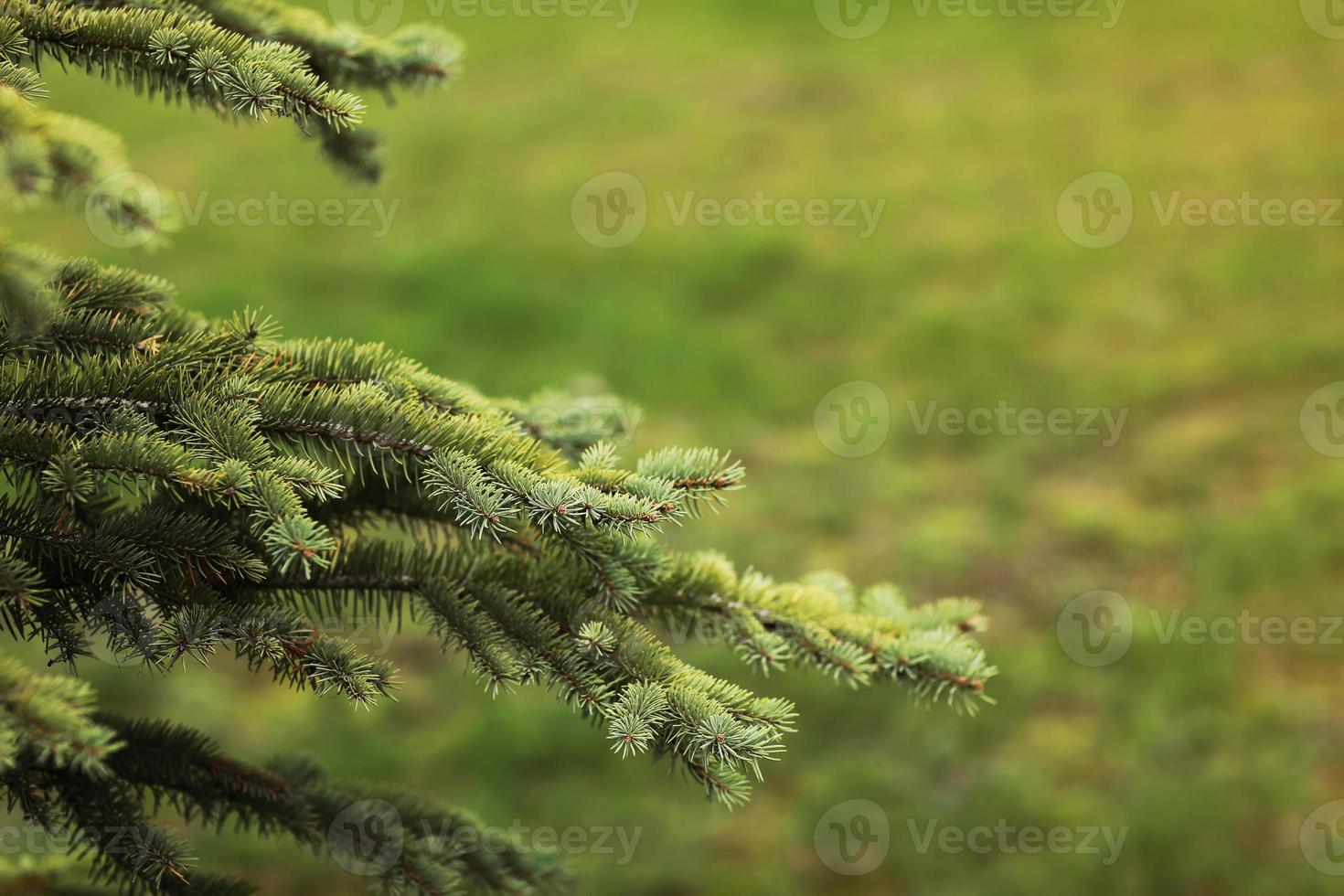 Spruce branch. Beautiful branch of spruce with needles. Christmas tree in nature. Green spruce. Spruce close up. photo