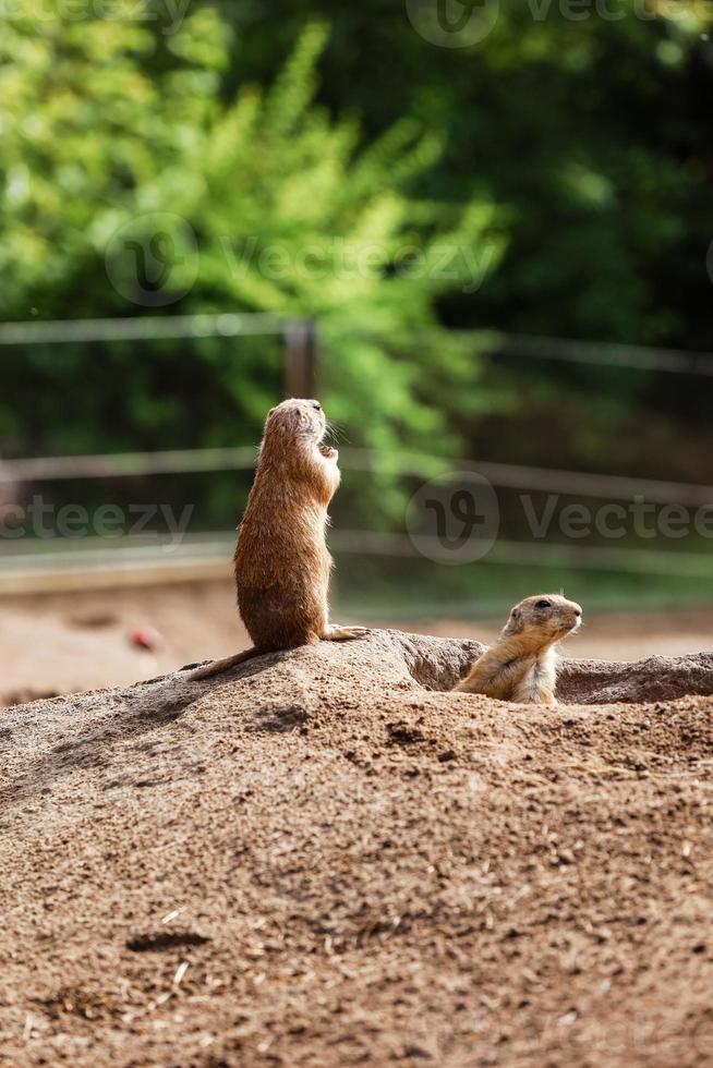 Two Marmota. Cute wild Gopher standing in green grass. Observing young ground squirrel stands guard in wild nature. Curious european suslik posing to photographer. little sousliks observing photo