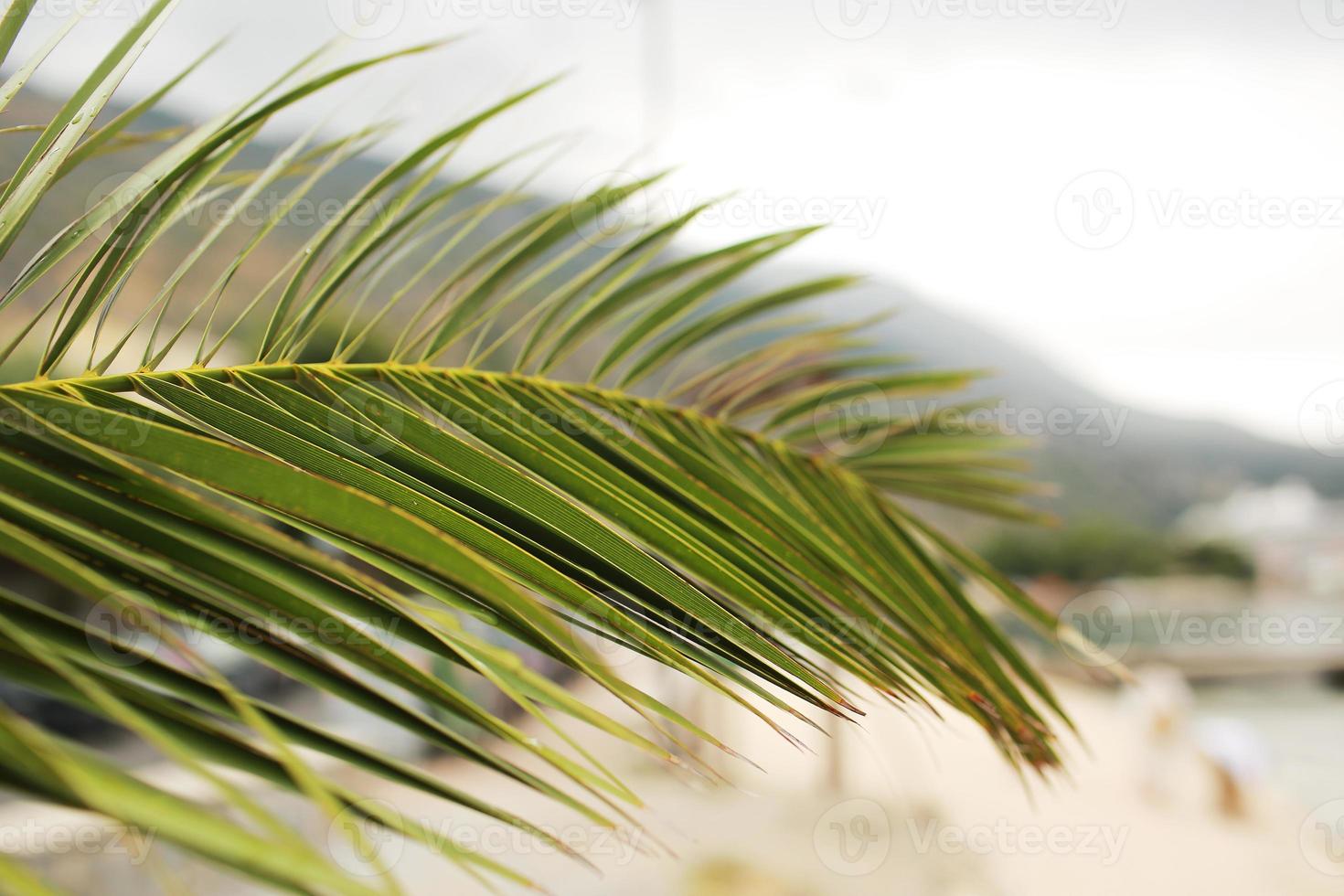 Green palm leaf. Tropical island jungle abstract photo. Sunny day in exotic place. Tourist hotel or resort banner template. Fluffy leaf of coconut palm tree. Tropical paradise photo