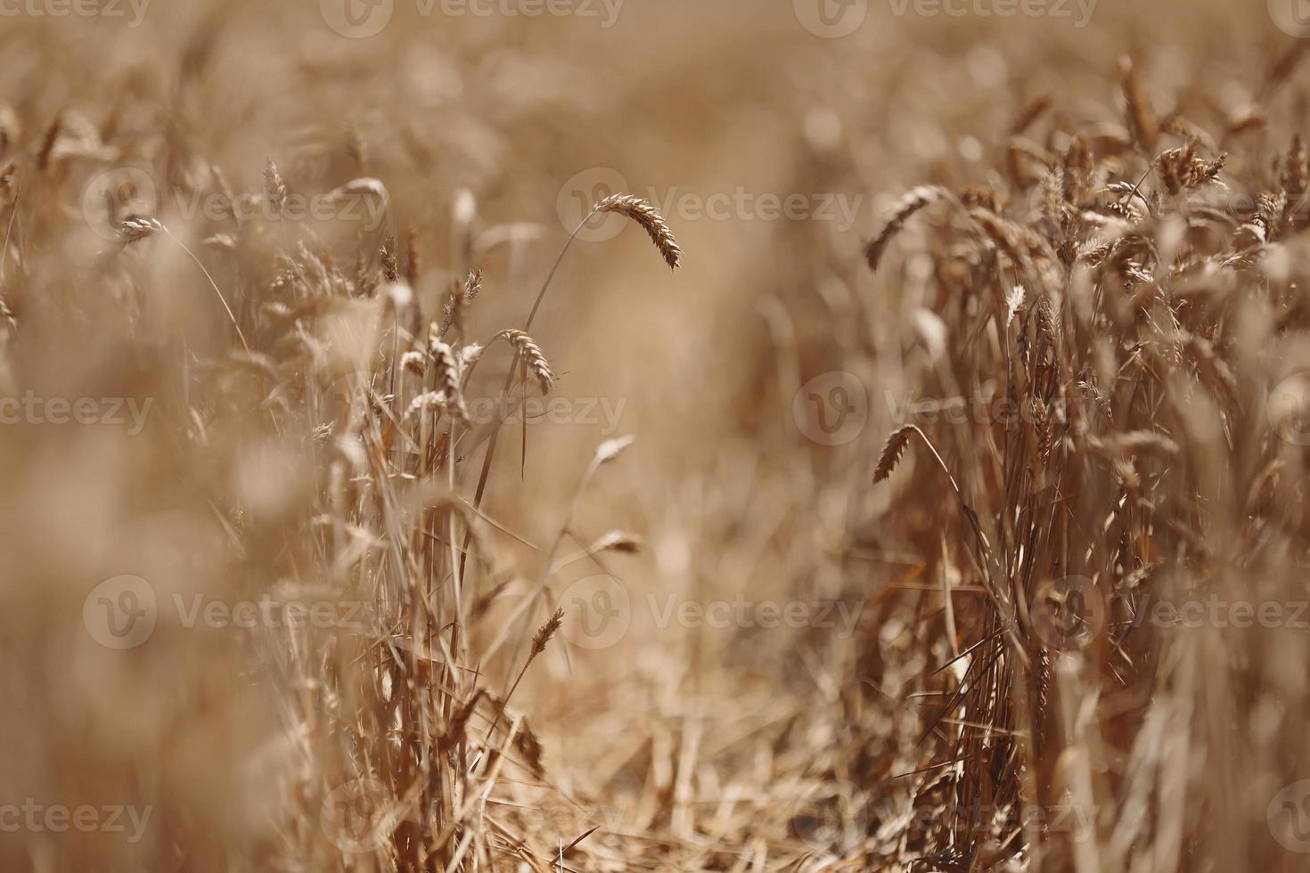 ears of wheat close up. Wheat field. Ears of golden wheat close up. Beautiful Nature Sunset Landscape. Background of ripening ears of meadow wheat field. Rich harvest Concept. Label design photo