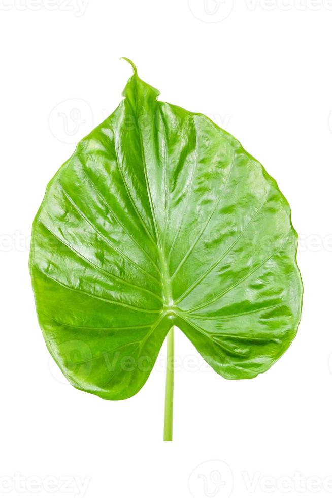 A single green leaf. Large, natural, and refreshing foliage is the integrity of the environment and its habitat. Take a close-up shot. the white background has copy space on top and under for design. photo