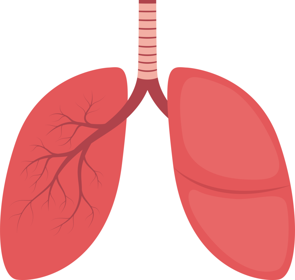 Lung clipart design illustration png