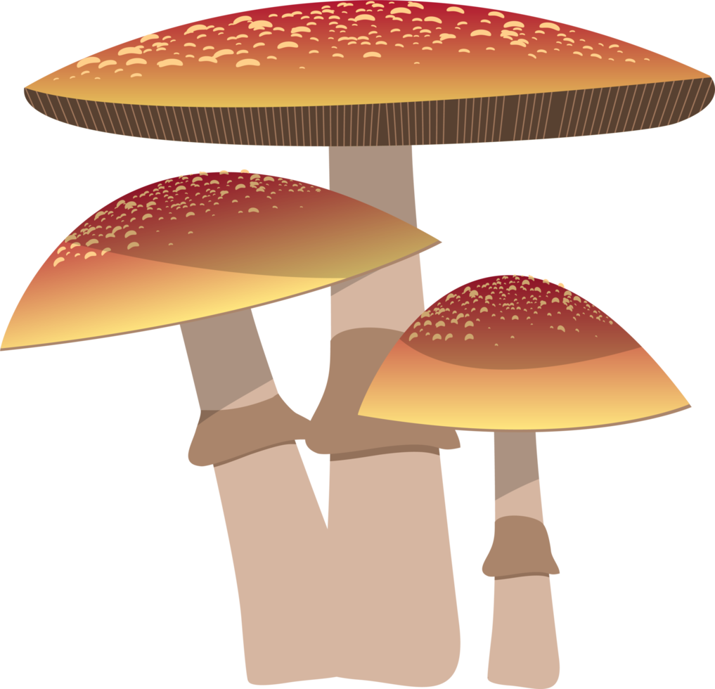 Mushroom clipart design illustration png