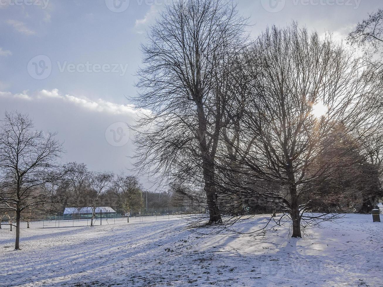 Trees and Vegetation in Winter on Snow in a Parc photo