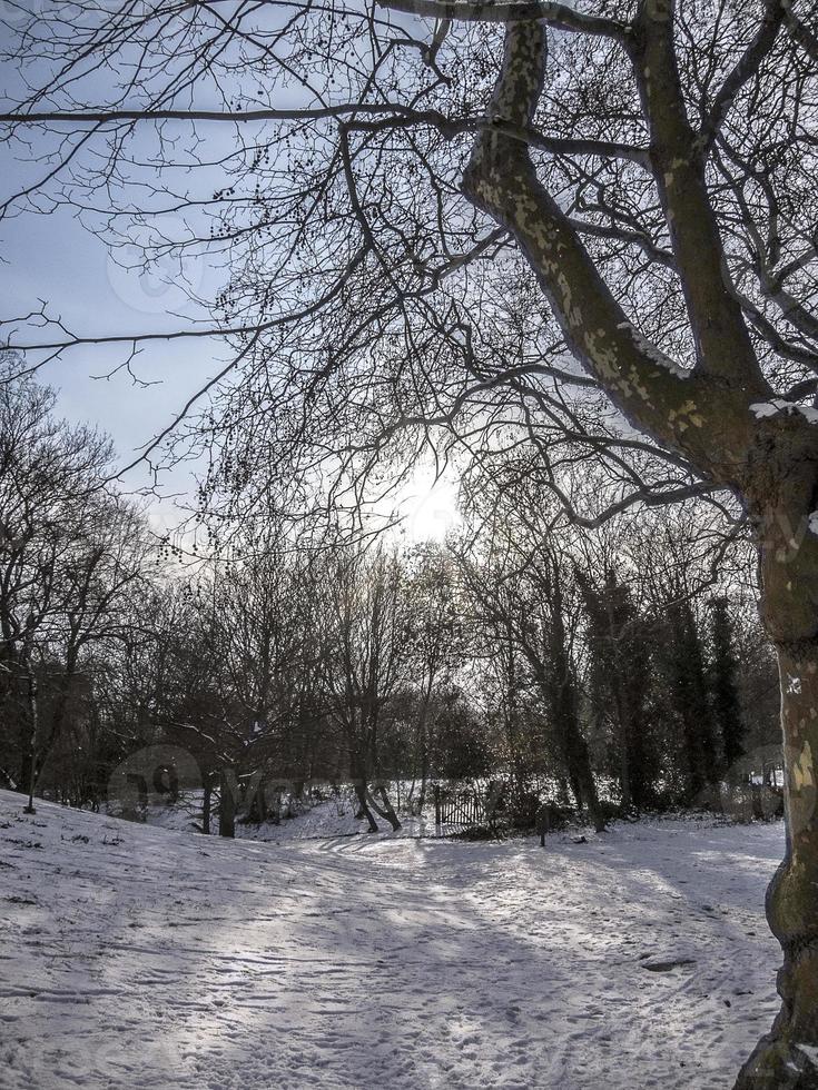 árboles y vegetación en invierno sobre la nieve en un parque foto