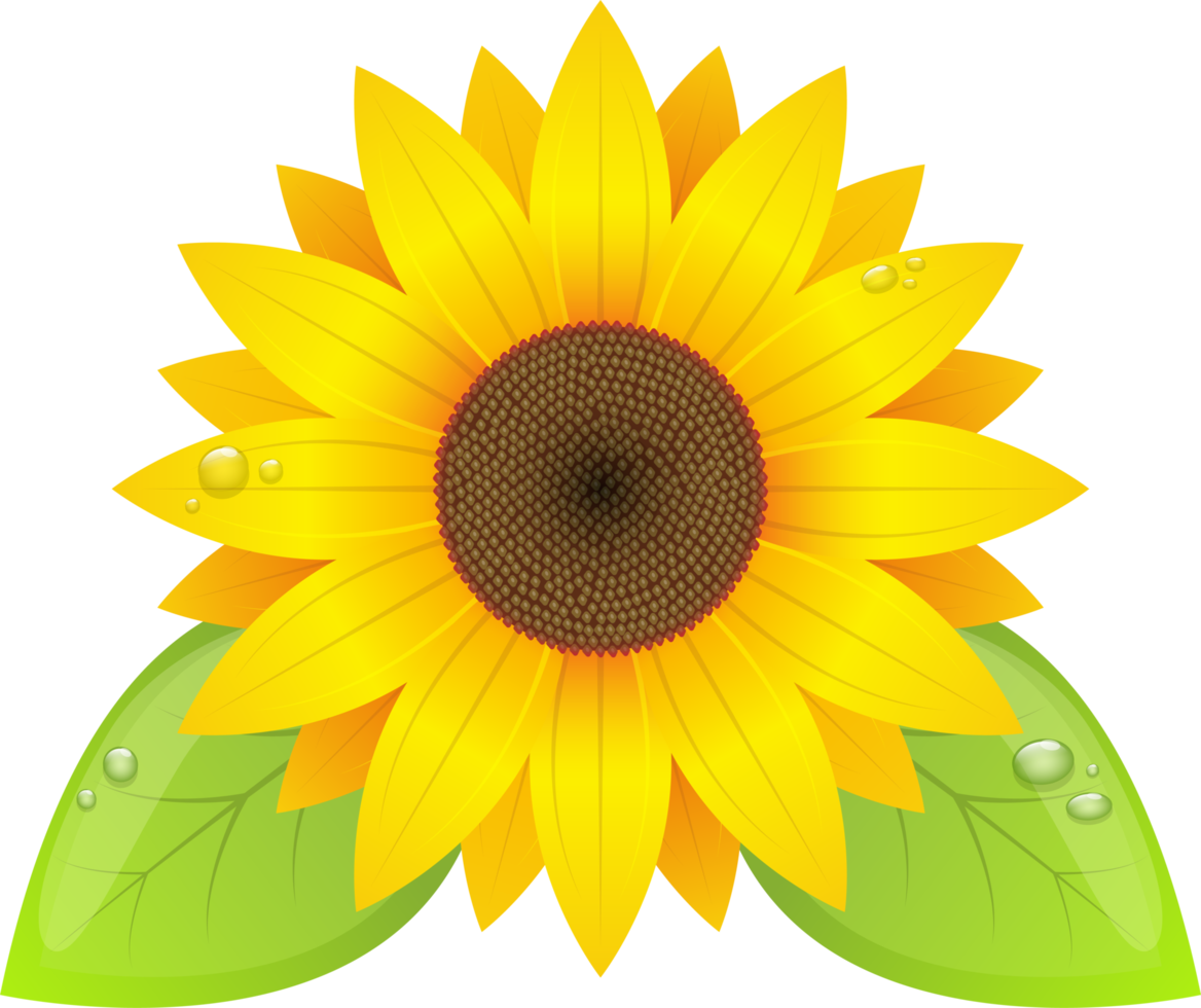 Sonnenblumen-Clipart-Design-Illustration png