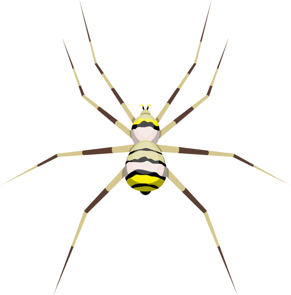 Ilustración de diseño de imágenes prediseñadas de araña png