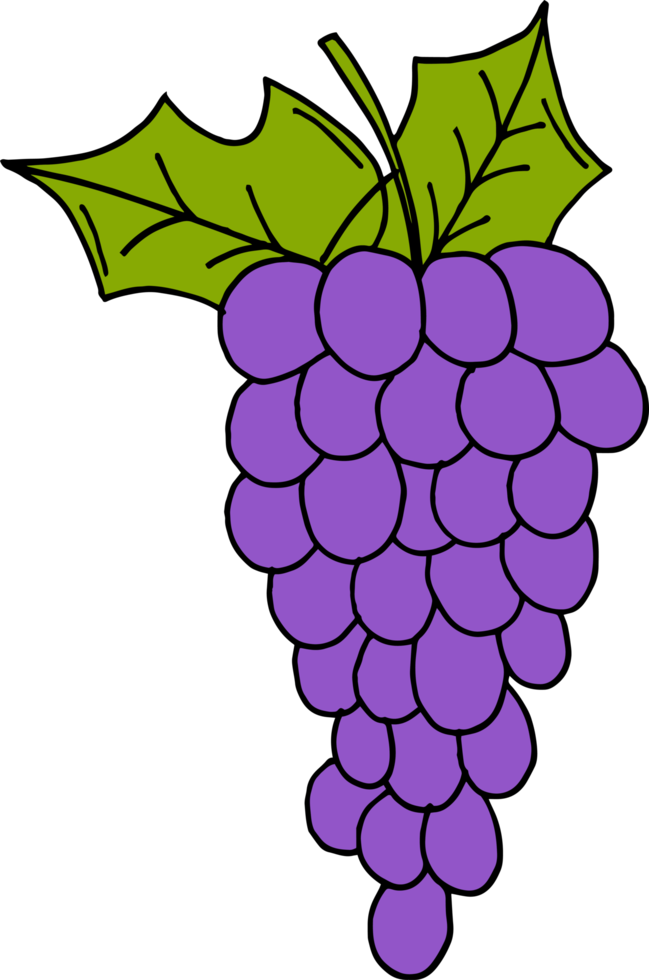 dibujado a mano frutas clipart diseño ilustración png
