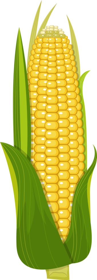 Corn clipart design illustration png