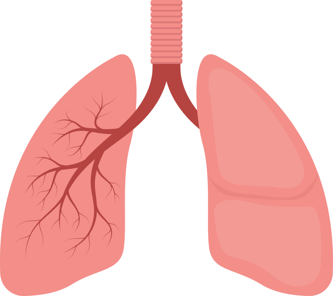 Lung clipart design illustration png