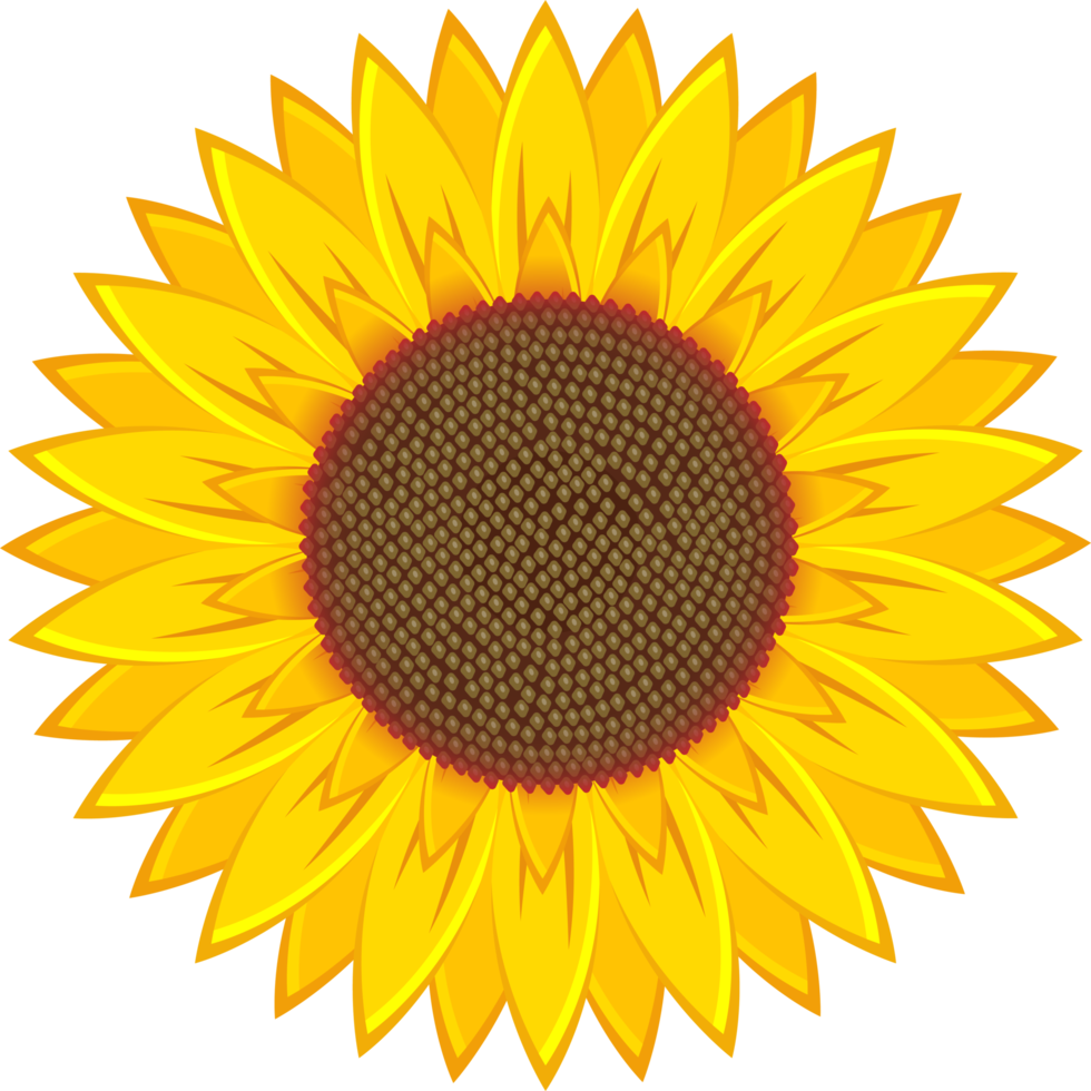 Sunflower clipart design illustration png