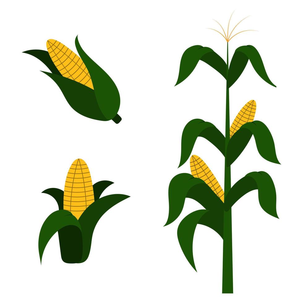 un conjunto de bocetos vectoriales de maíz. con una planta de maíz y mazorcas de maíz. dibujo botánico de un dibujo de antiguas plantas de cereales. genial para empaques, menús, etiquetas vector