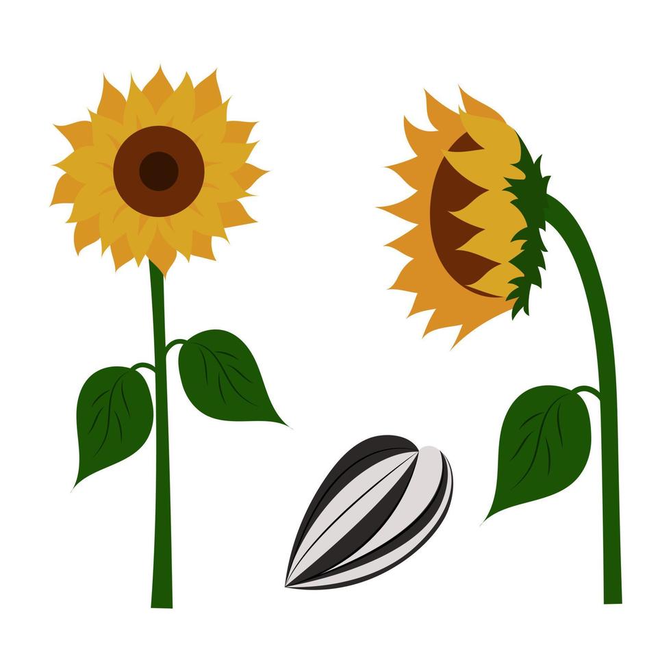 A set of vector drawings of sunflower flowers and sunflower seeds. Isolated on a white background.