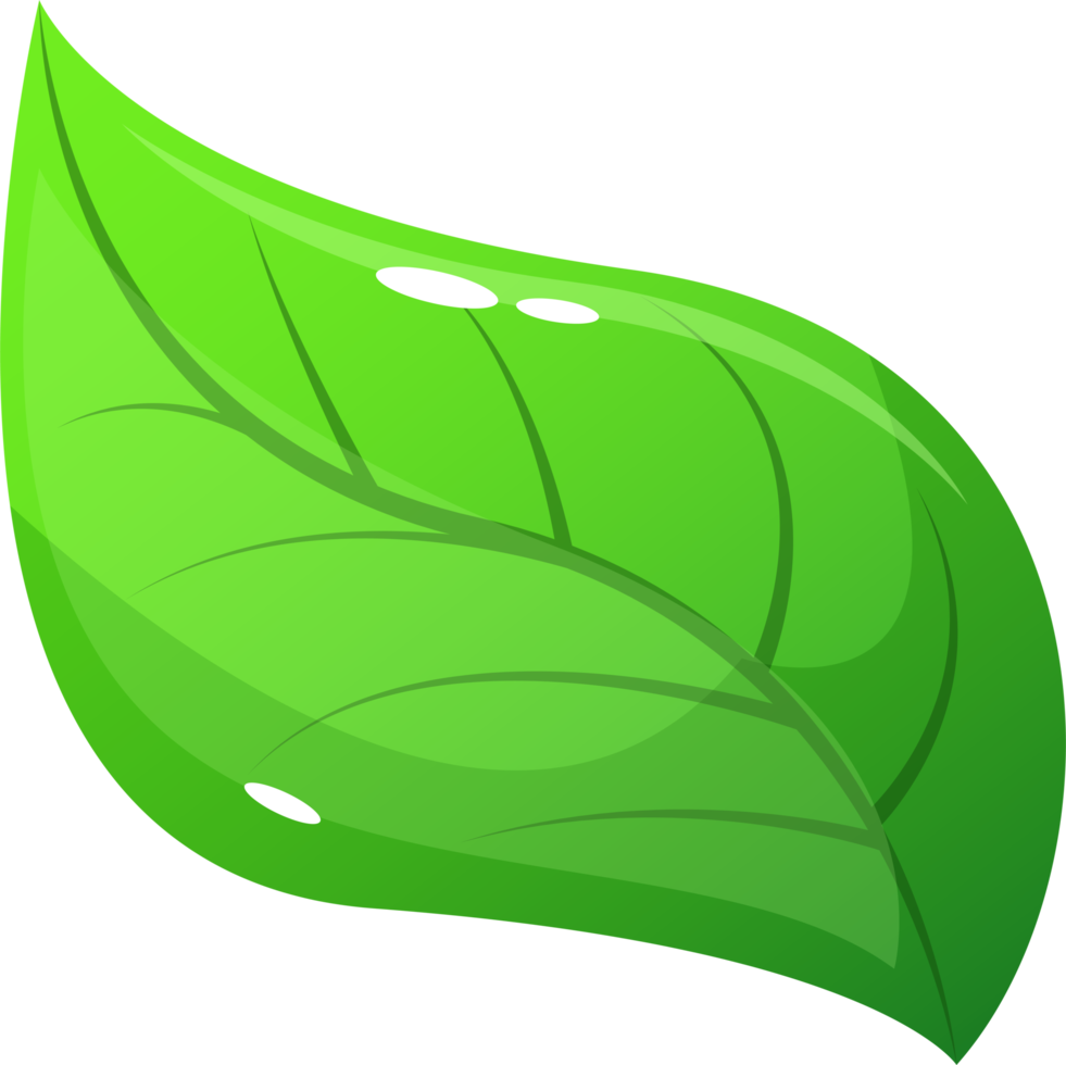 Realistic leaf clipart design illustration png