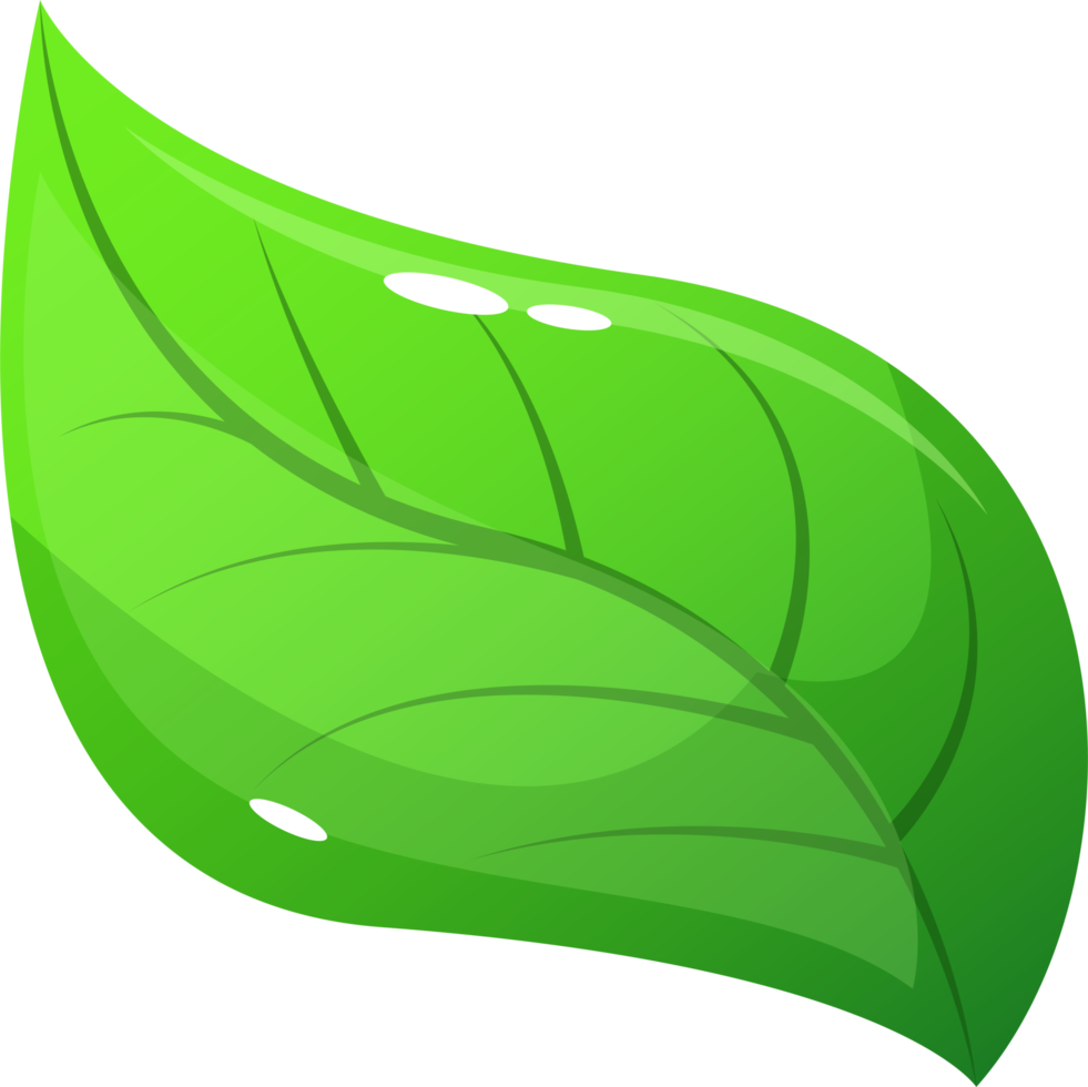 Realistic leaf clipart design illustration png